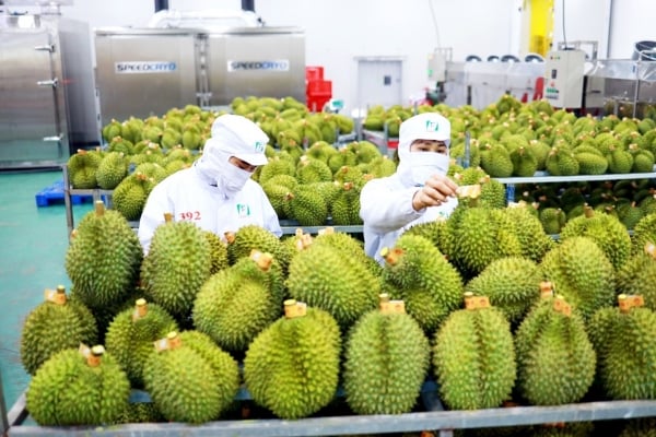 Chancen und Herausforderungen beim Export von Gemüse und Obst auf den chinesischen Markt