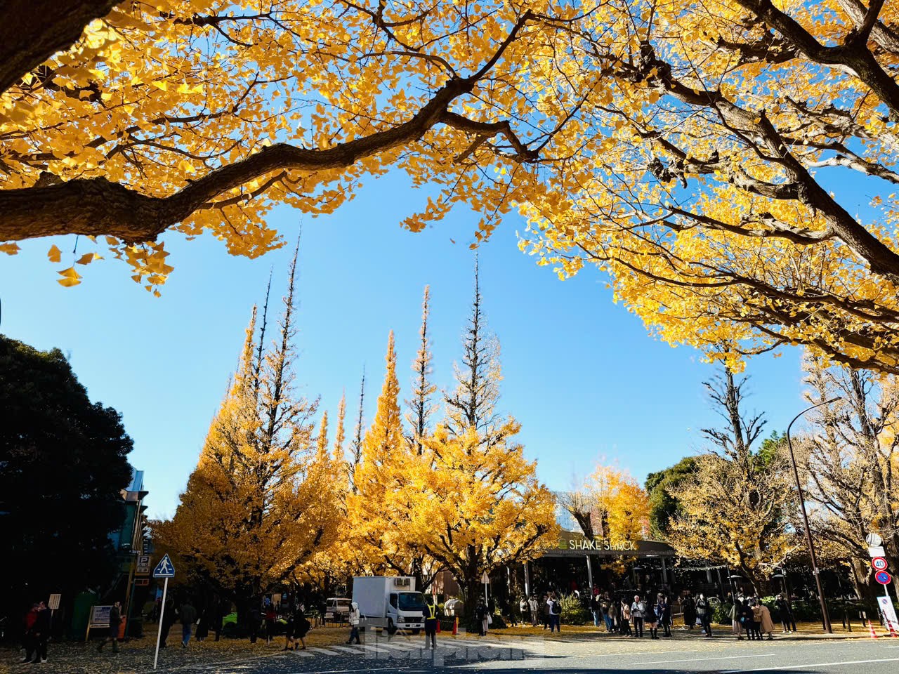 Fasziniert von der Herbstlandschaft mit roten und gelben Blättern in Japan, Foto 30