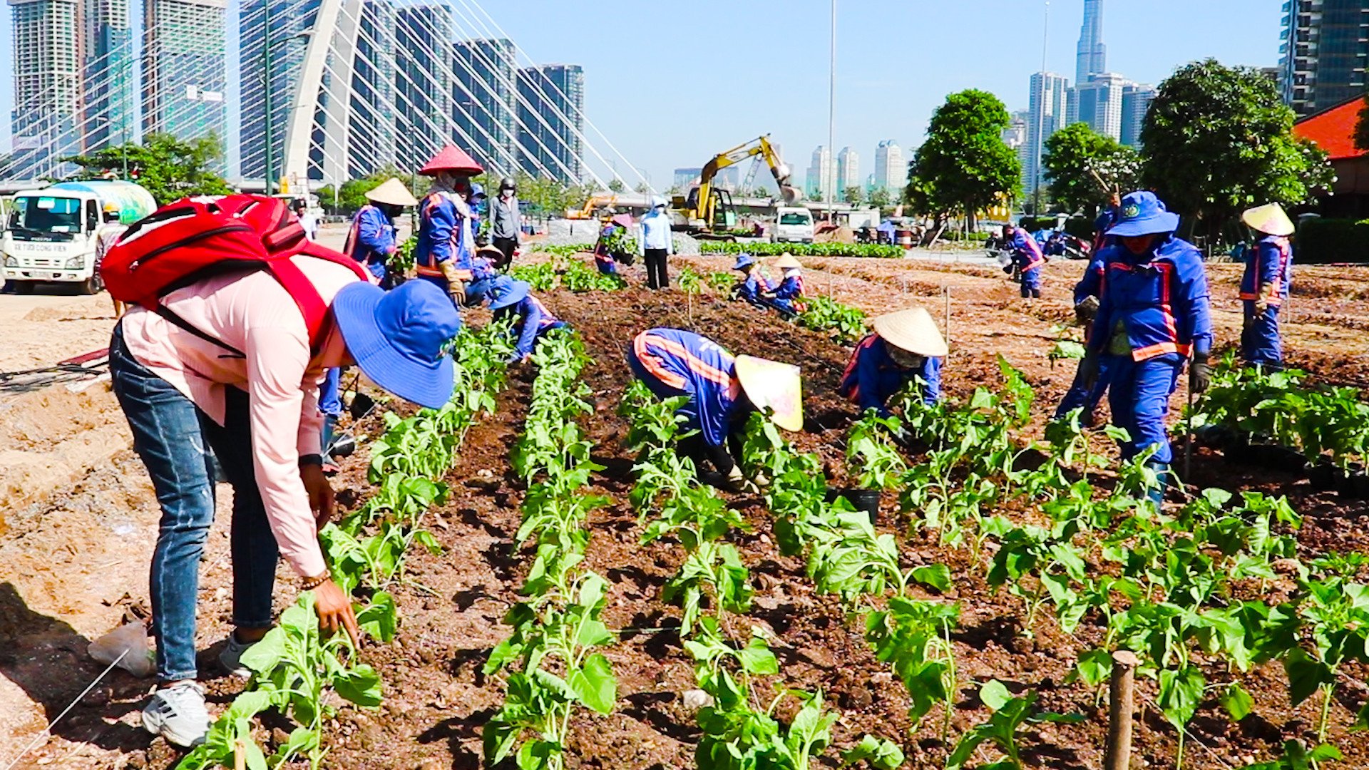 More than 15,000 sunflowers have begun to be planted on the banks of the Saigon River to serve the Tet holiday.