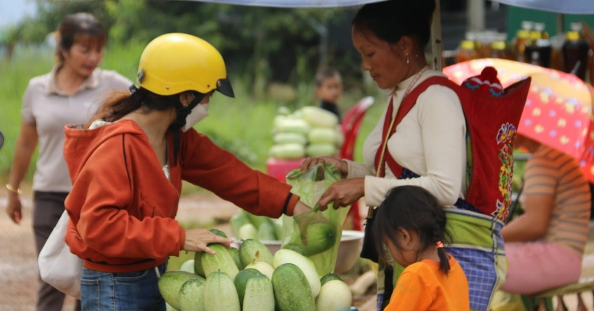 Trồng loại dưa chuột bán 40.000 đồng một trái, thu tiền triệu mỗi ngày