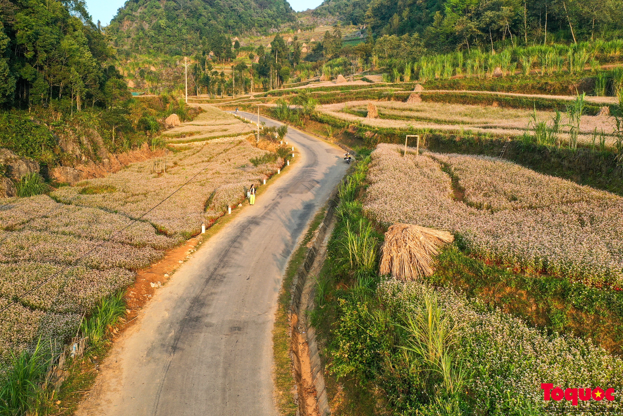 Ngỡ ngàng vẻ đẹp miền sơn cước với mùa hoa tam giác mạch ở Hà Giang - Ảnh 8.