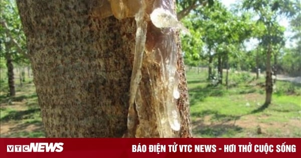 La résine d'arbre comestible, comme le nid d'oiseau, est un « médicament miracle » pour la santé et la beauté