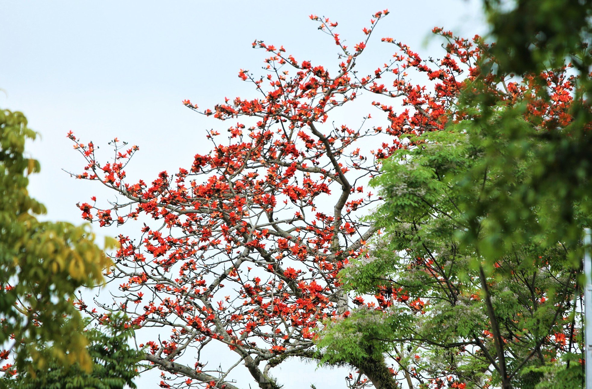 Fascinated by the ancient cotton trees blooming in the hometown of the great poet Nguyen Du photo 14