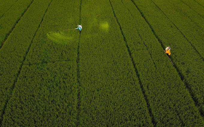 Agricultores de Hau Giang cultivan arroz. Foto: An Binh