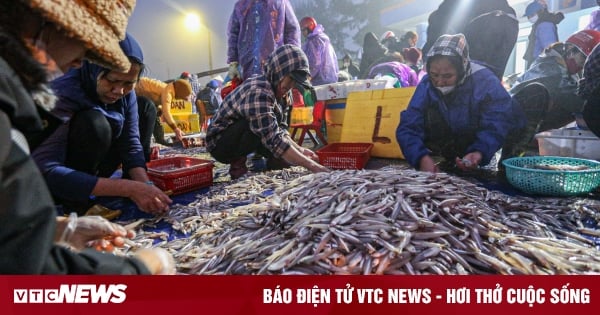 Fishermen continuously hit the jackpot with seafood, earning tens of millions of dong per trip out to sea