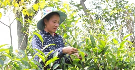 Vietnam has many advantages to develop organic agriculture.