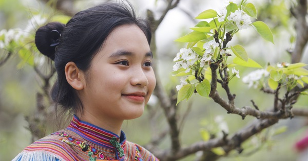 Bac Ha Plateau, Lao Cai province attracts visitors with its pure white flowers like crystal.