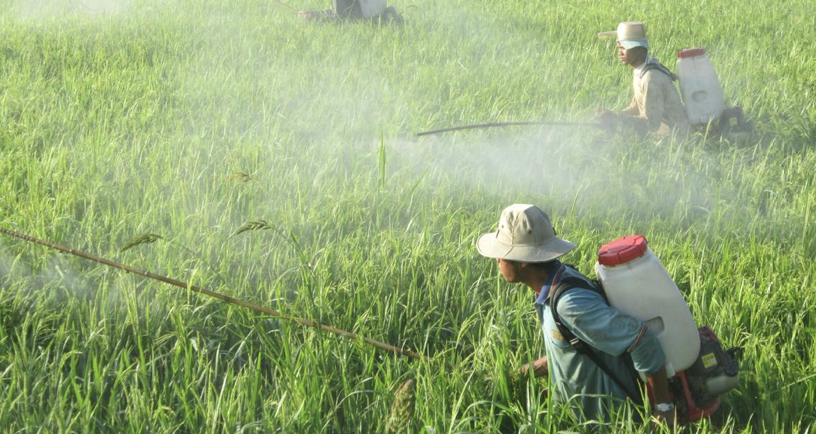 Trước khi phun thuốc trừ sâu, nông dân phải tự hỏi: Có nhất thiết dùng không