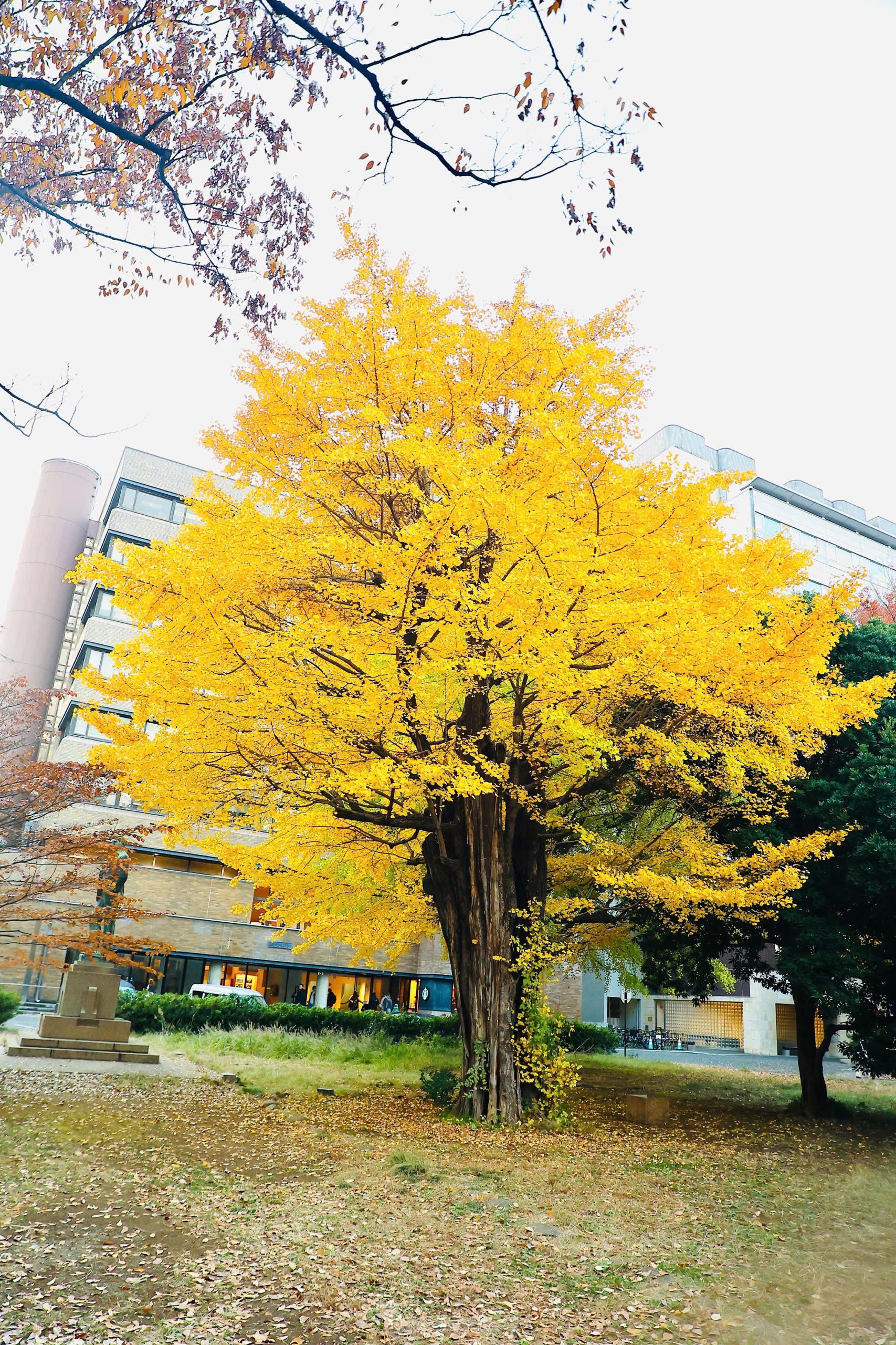 Fasziniert von der Herbstlandschaft mit roten und gelben Blättern in Japan, Foto 23