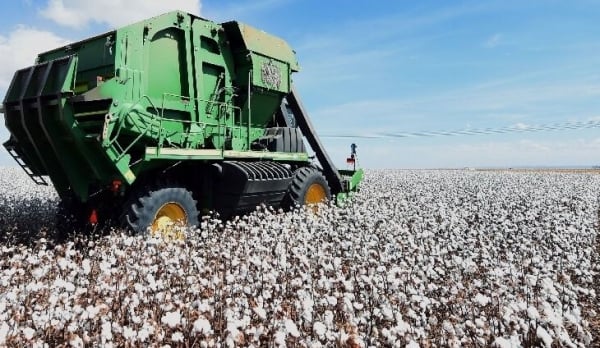 Brasil se prepara para convertirse en el mayor exportador mundial de algodón