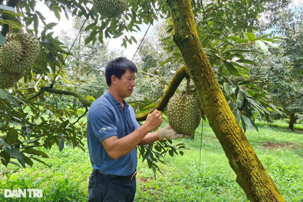 Sắp diễn ra cuộc đấu giá danh hiệu Nữ hoàng sầu riêng - 1