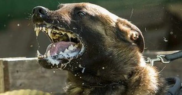 狂犬病に感染した犬に6人が噛まれる