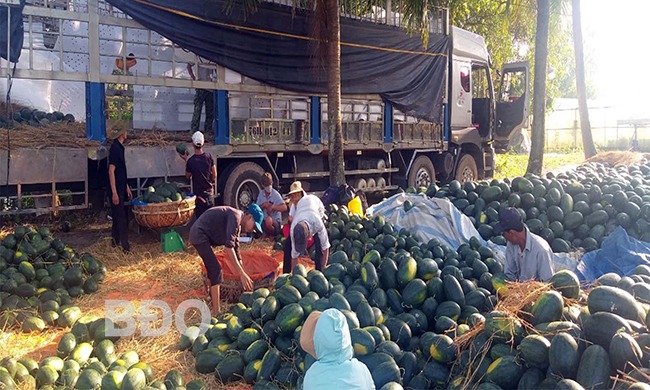 Một loại quả ngon ở Bình Định, mùa này dân trồng thành công, 10 trái như 10, bán giá hời- Ảnh 1.