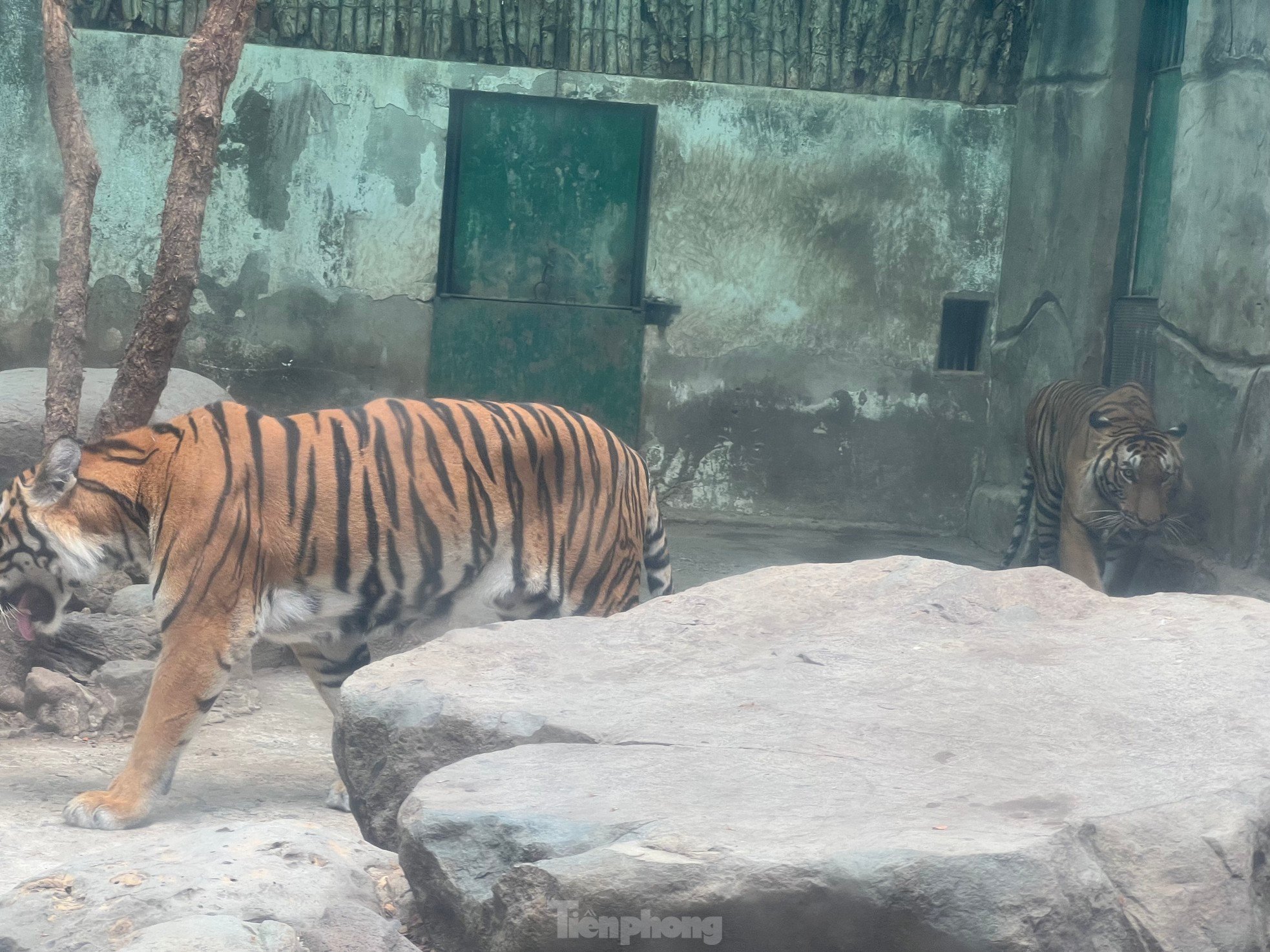 Los turistas disfrutan de la celebración del primer cumpleaños de dos cachorros de tigre llamados Binh y Duong foto 9