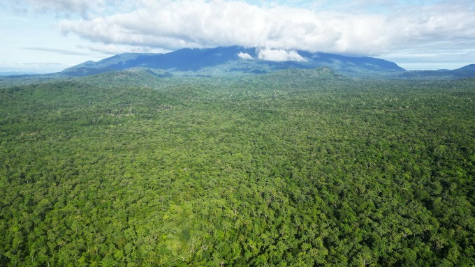 Current status of the forest that will be exploited to make way for the Ka Pet Irrigation Lake project, in My Thanh commune, Ham Thuan Nam district, July 2023. Photo: Viet Quoc