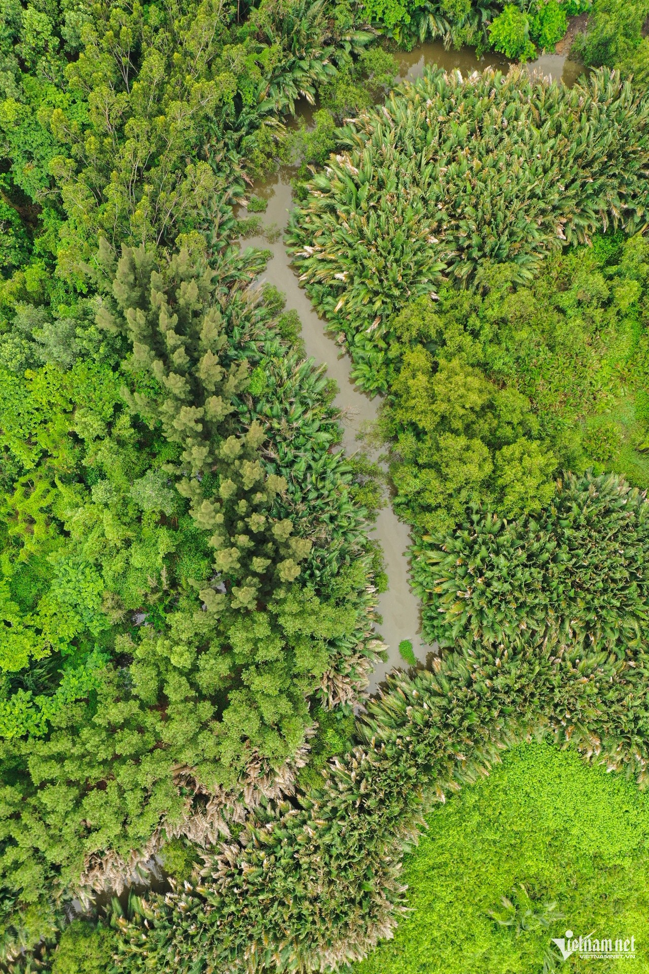 Un marais de 128 ha à Ho Chi Minh-Ville avant de devenir un parc de 6 400 milliards de VND photo 6