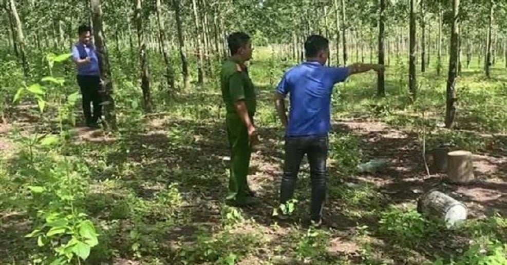 Des frères se battent et provoquent un meurtre dans une plantation d'hévéas à Binh Phuoc