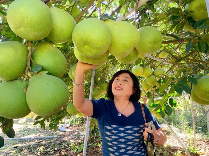 Tại lễ hội sẽ diễn ra nhiều hoạt động như trưng bày, giới thiệu các sản phẩm từ bưởi, các loại trái cây, sản phẩm đặc trưng, sản phẩm OCOP, các sản phẩm nông sản tiêu biểu. Ảnh: HP.