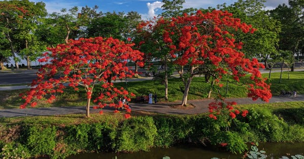 ផ្កា Royal poinciana លាបពណ៌ Hue citadel ក្រហម