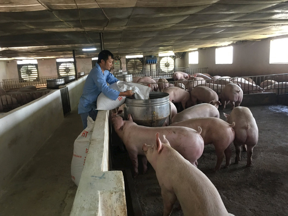 閉鎖農場での養豚は投入コストの削減に役立ちます。図