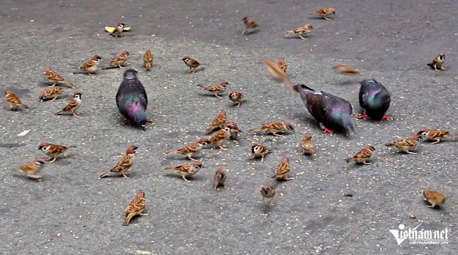 Lottoscheinverkäufer in Ho-Chi-Minh-Stadt kauft Futter, um Wildvögel zu „verwöhnen“ und ihnen so die Einsamkeit zu nehmen. Foto 5