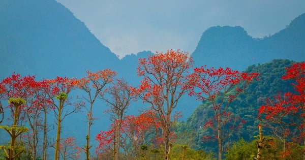 Heartbreakingly beautiful clusters of bright red cotton flowers in Nghe An countryside