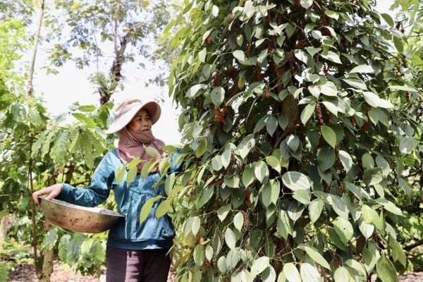 Pepper prices have all leveled off, the highest being 161,000 VND/kg.