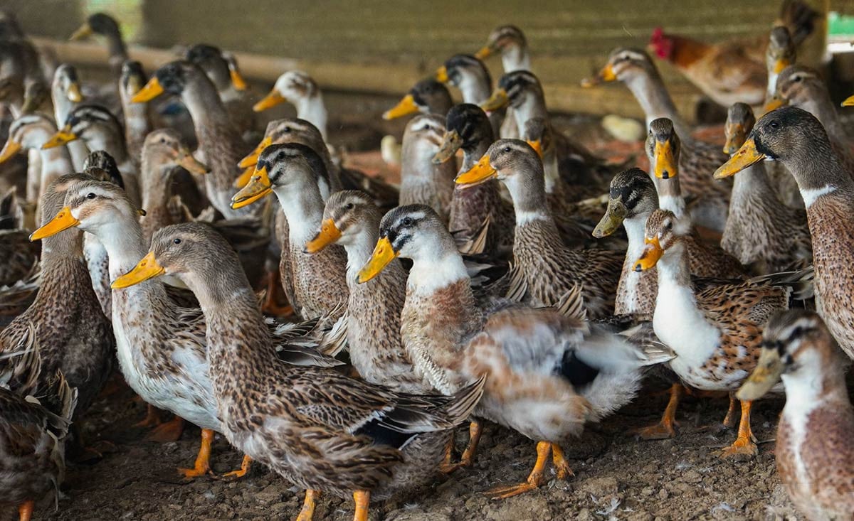 pato con espalda.jpg