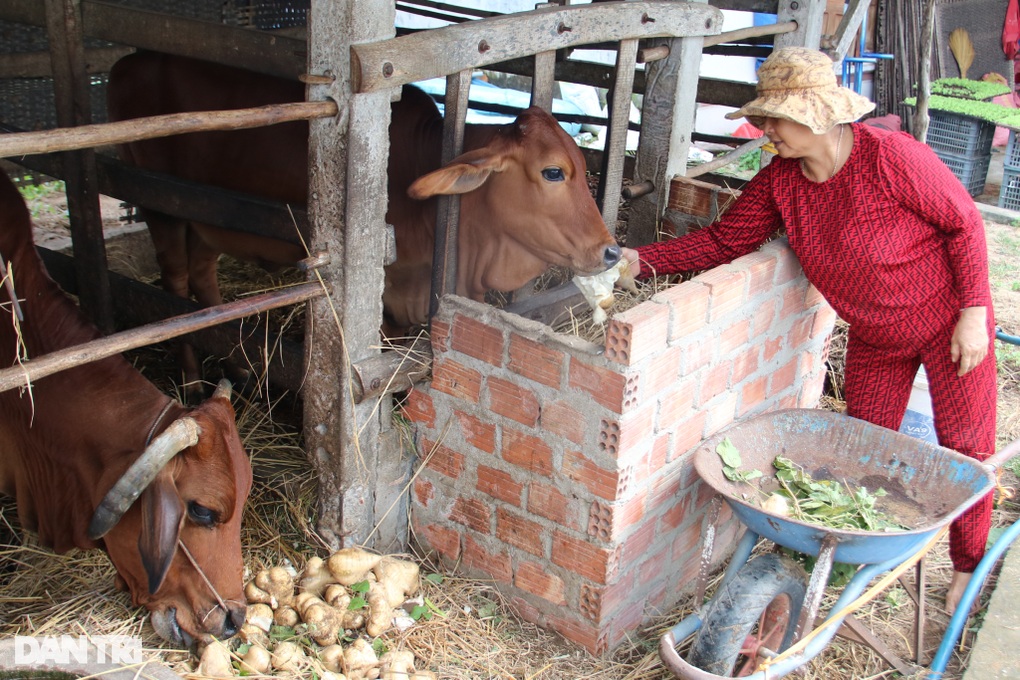 900 tấn sắn ế, bò ăn không hết, người dân phải đào hố chôn - 2