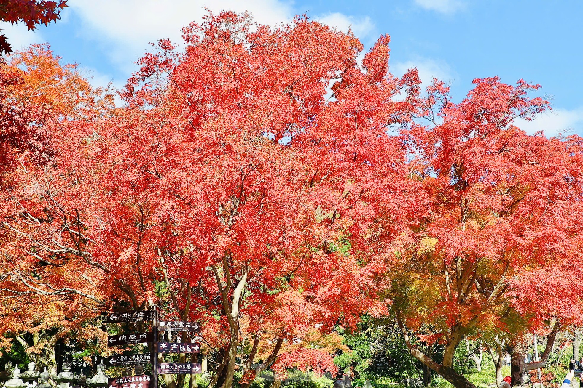 Fasziniert von der Herbstlandschaft mit roten und gelben Blättern in Japan, Foto 6