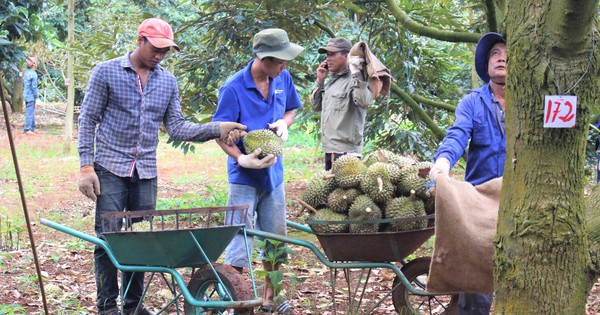 El segundo Festival del Durian de Krong Pac en 2024 en Dak Lak, la gente puede admirar y comer durian libremente.