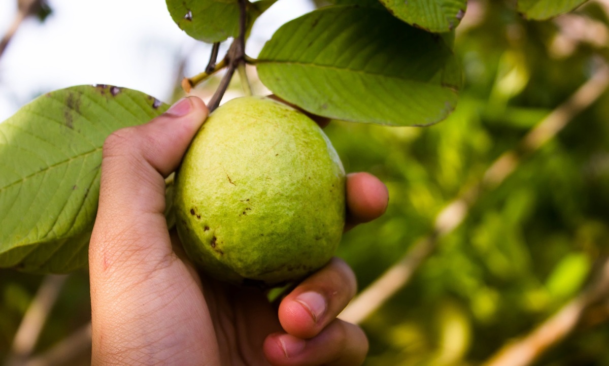 ¿Beber hojas de guayaba puede curar la diabetes?