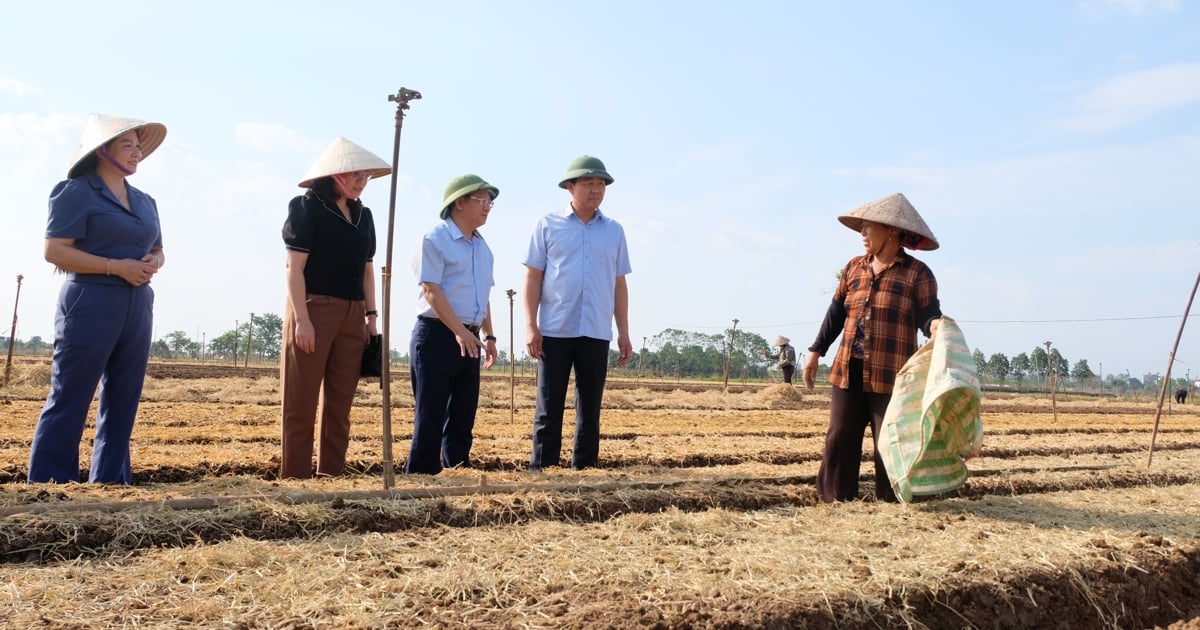 25 ngày nữa, Hà Nội sẽ có hàng trăm tấn rau cung ứng cho thị trường