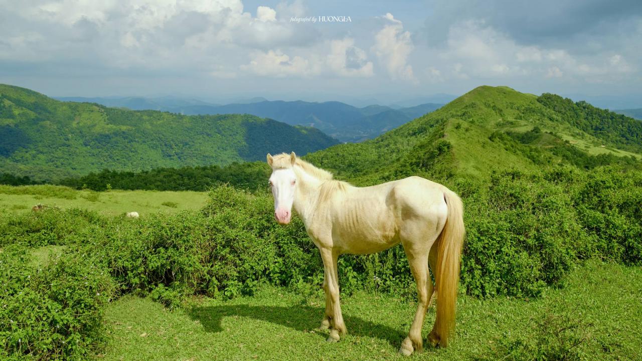 'Đà Lạt thu nhỏ' cách Hà Nội 100km, khách tới săn mây, cắm trại giữa rừng