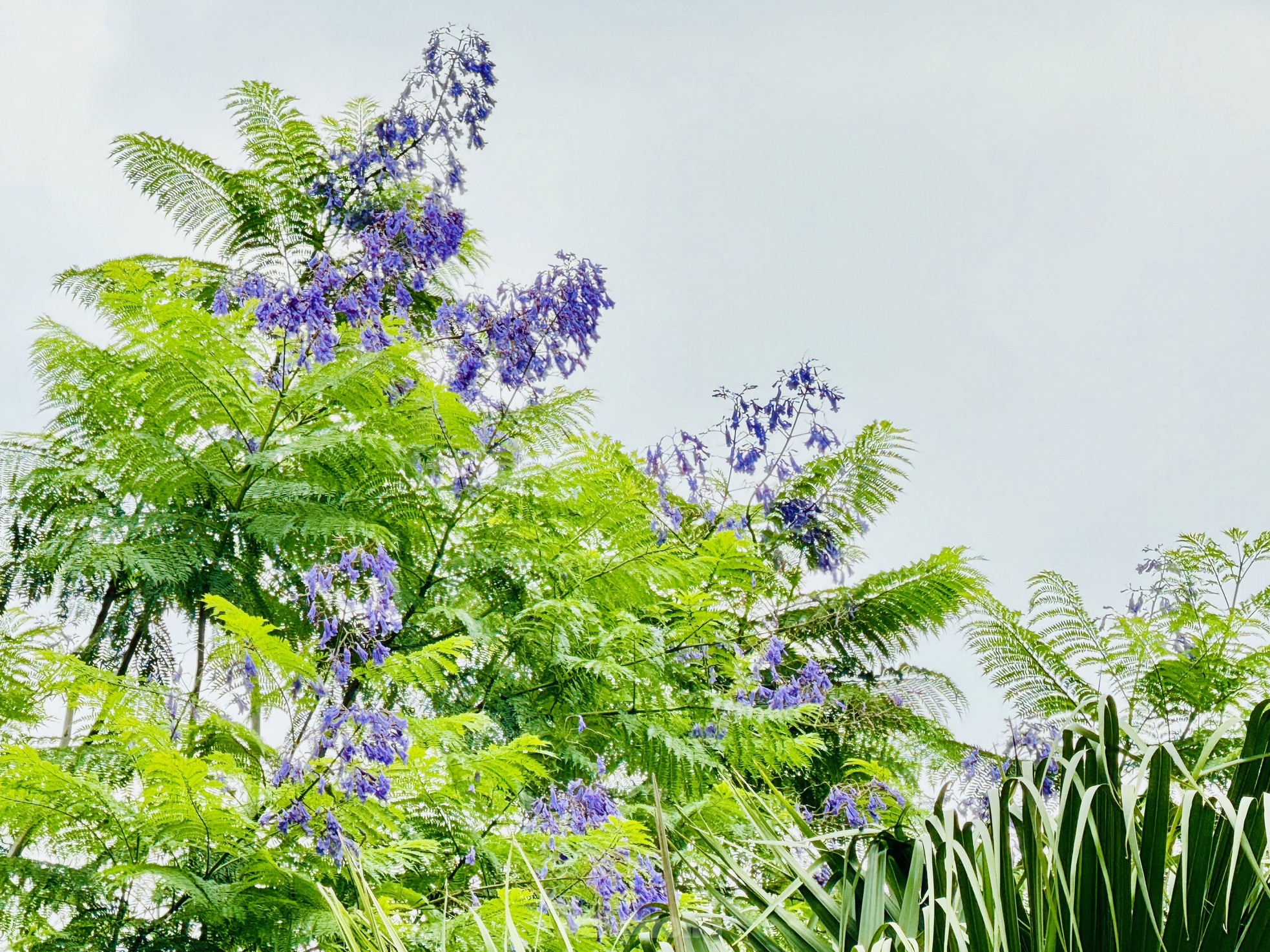 ハノイの路上で咲き誇る奇妙な紫色の鳳凰の花、サルスベリと競い合う（写真6）