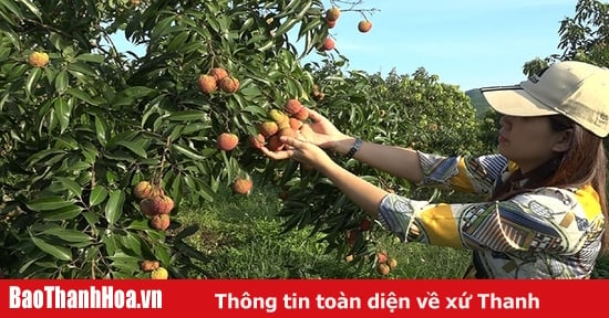 Lợi thế sản xuất theo quy trình GAP