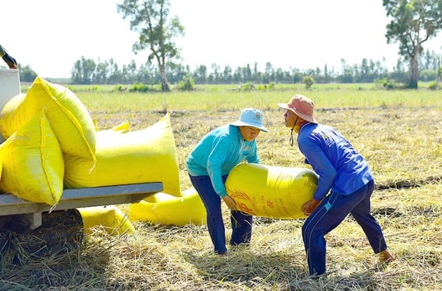 Giảm mạnh nhất 100-200 đồng/kg, tăng cao nhất 50-100 đồng/kg