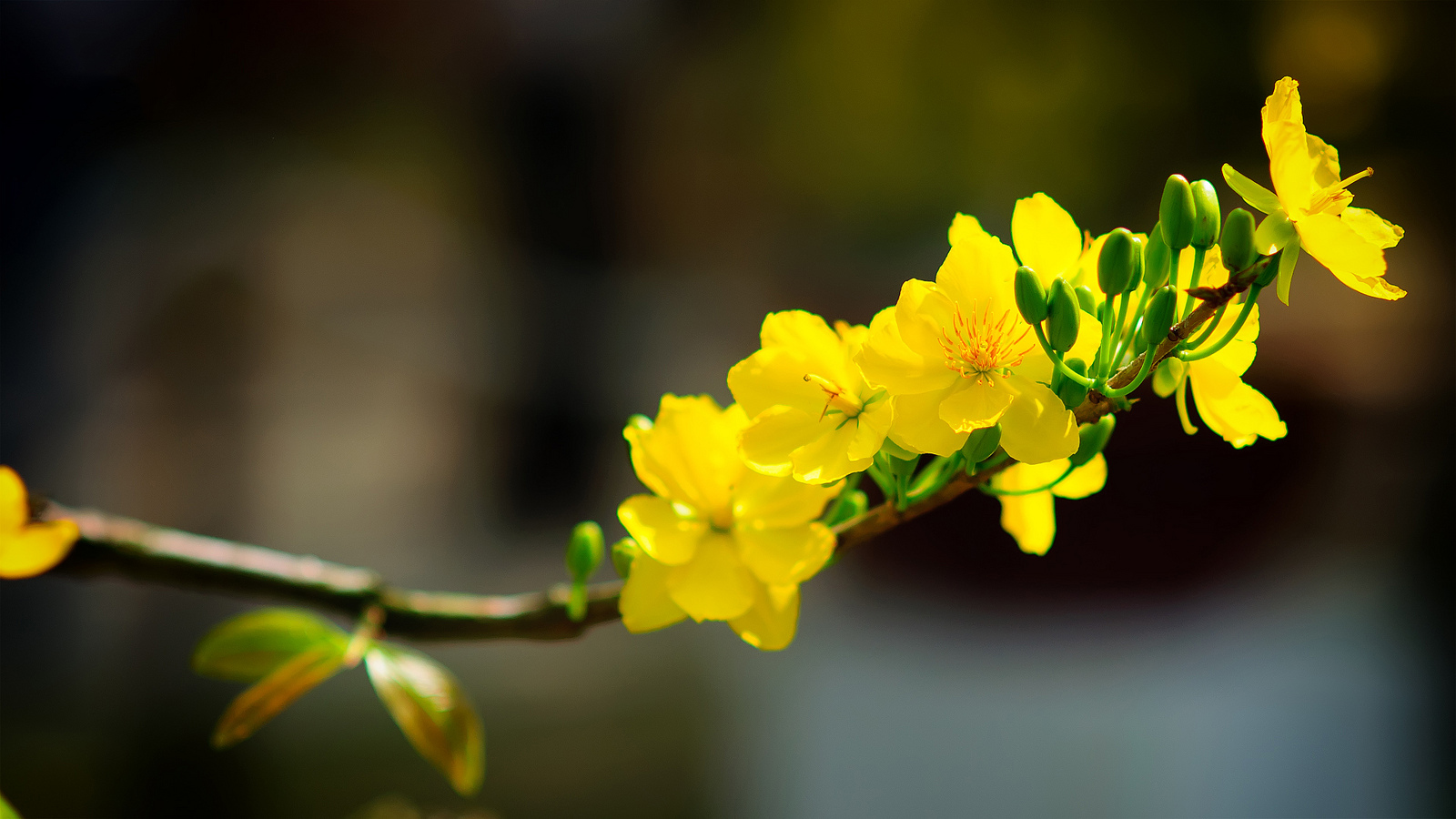 Los agricultores de la capital del albaricoque amarillo del centro de Vietnam esperan una exitosa cosecha del Tet