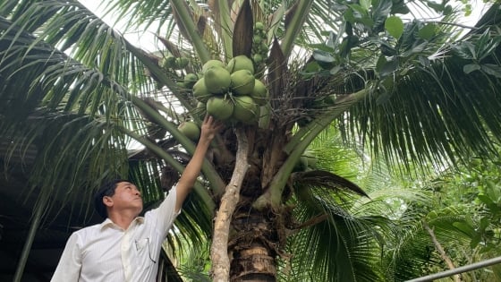 Tra Vinh wax coconut specialty produced organically, aiming at the billion-people market