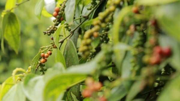 High price, good income, growers have motivation to invest heavily in pepper plants