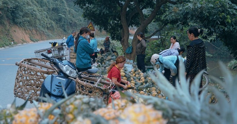 Lao Cai farmers earn hundreds of billions of dong from growing pineapples