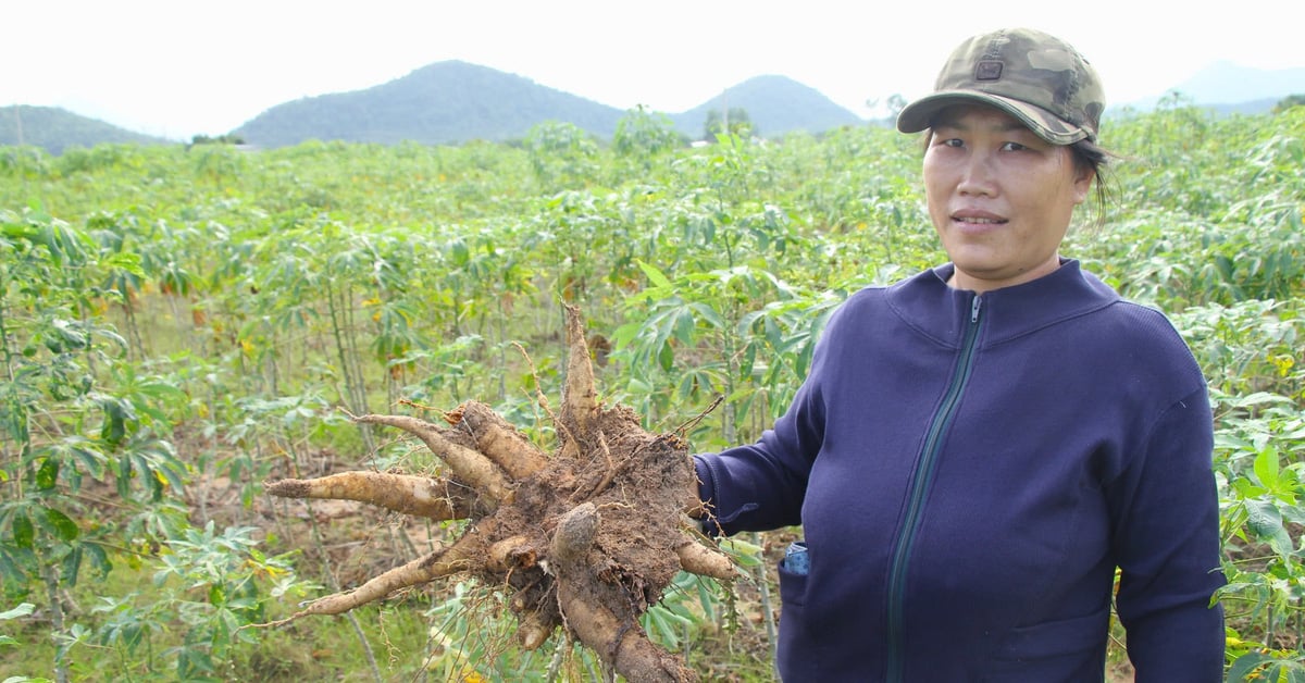 Giá củ mì rớt thảm, nông dân lo mất Tết