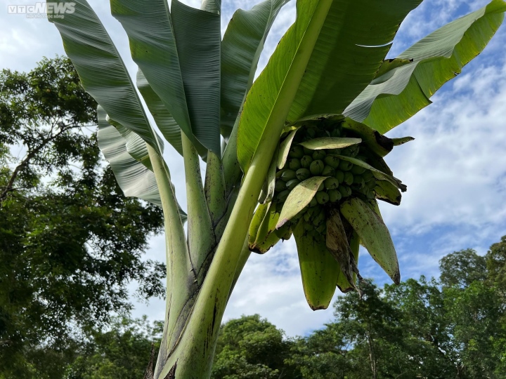 Chaque arbre produit une seule grappe de fruits ronds et serrés.