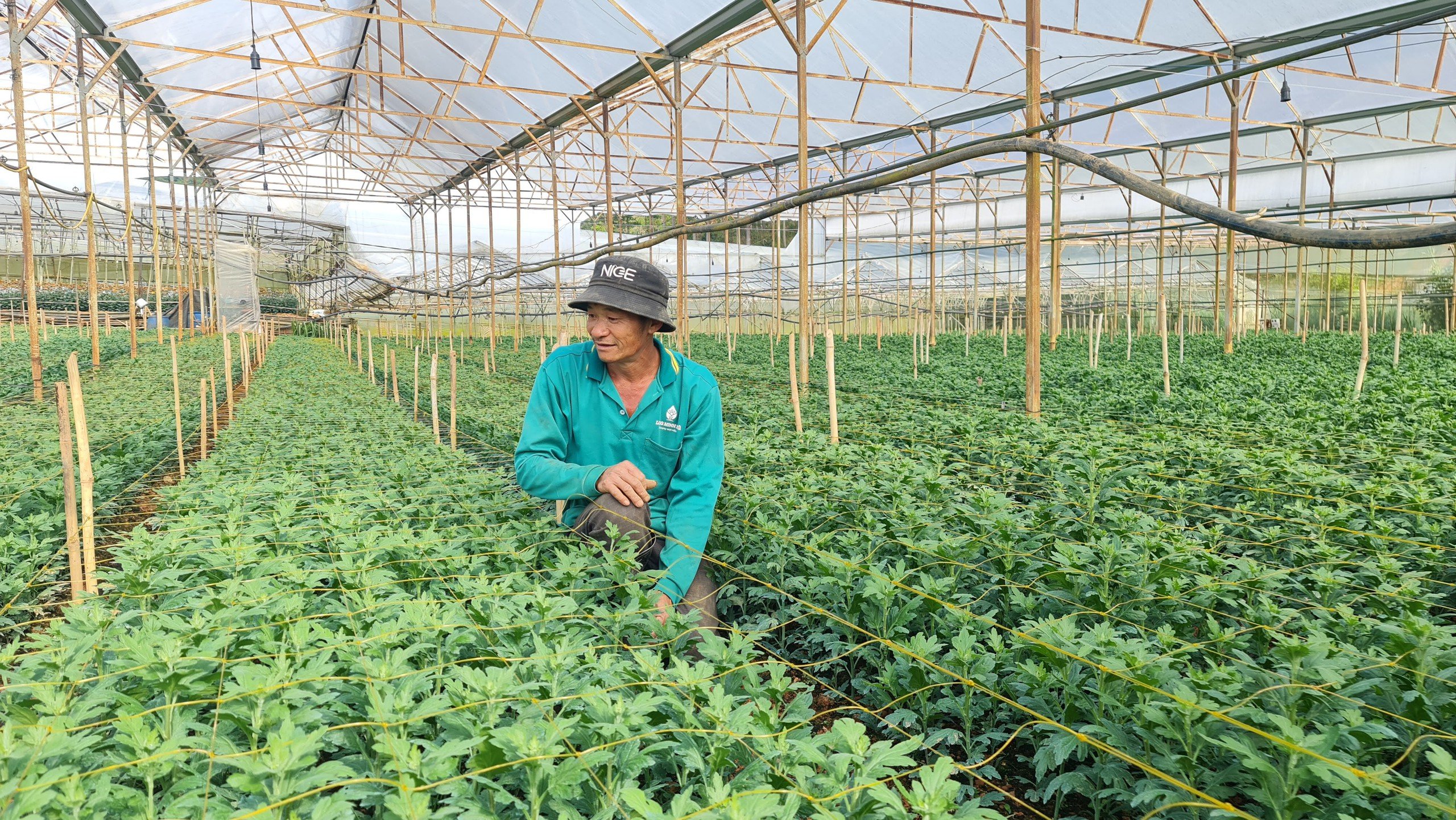 Tại sao nông dân ở Lâm Đồng chưa muốn vay vốn tháo dỡ nhà kính chuyển sang trồng ngoài trời?- Ảnh 4.