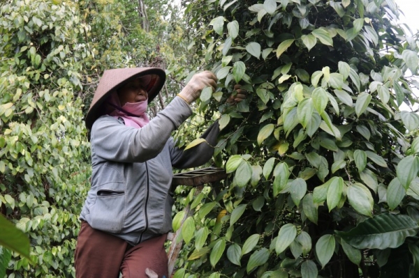 « L’or noir » craint de perdre du terrain car son bénéfice est 20 fois inférieur à celui du durian