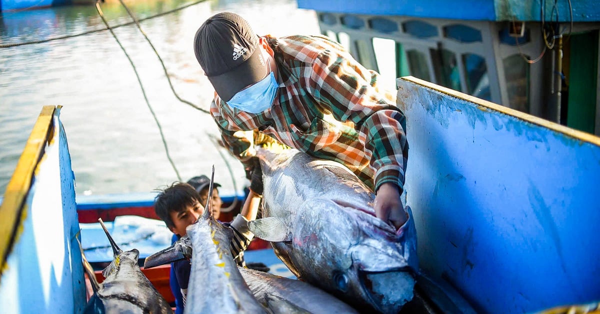 Chưa thể làm chợ đấu giá thủy sản do... đầu nậu