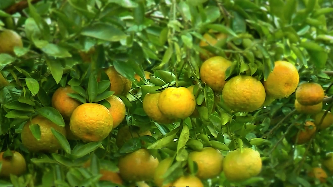 Orange – célèbre spécialité de Tuyen Quang