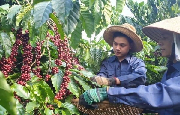 Low inventories, coffee exports continue to benefit