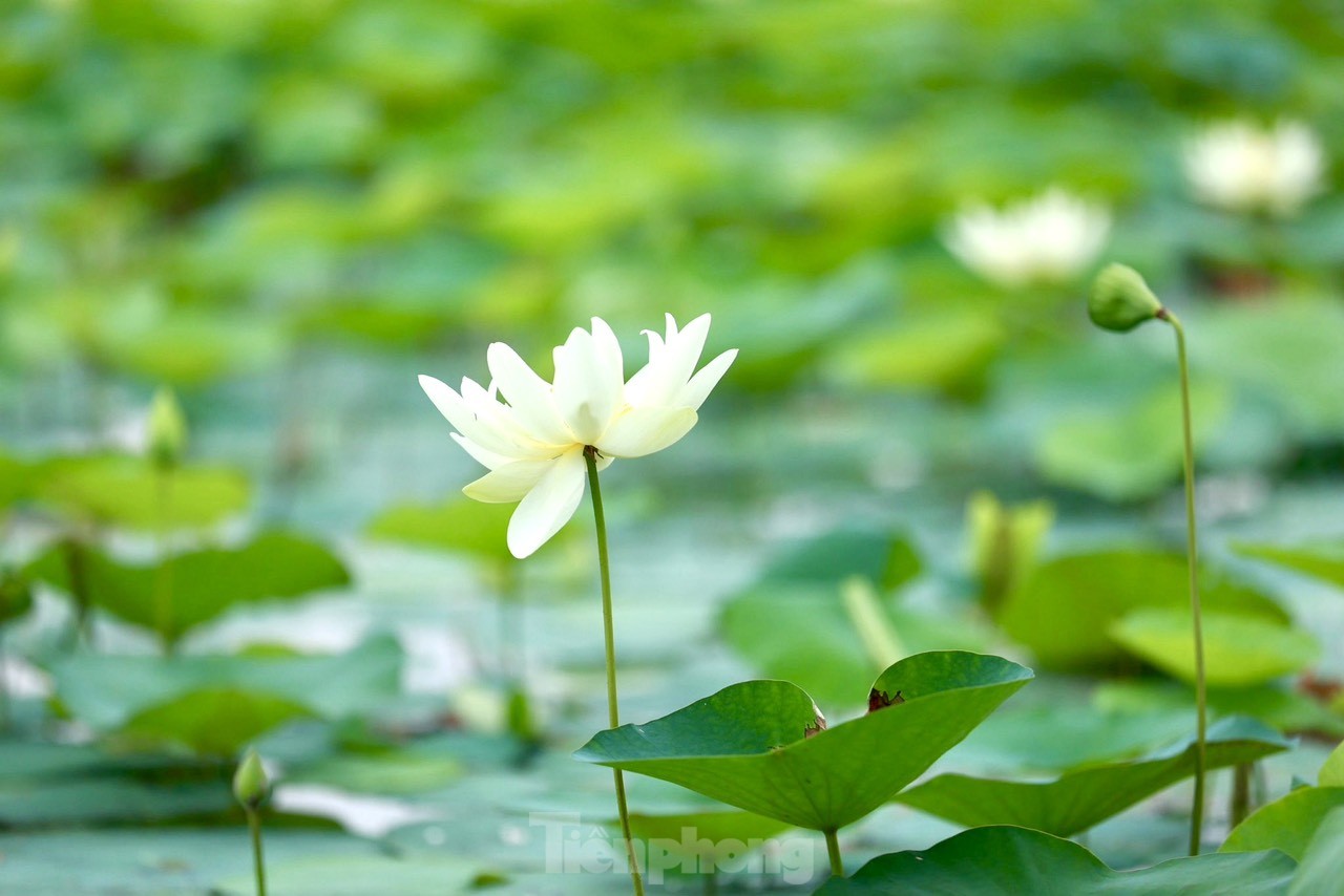 Des jeunes portant l'Ao Dai prennent des photos à côté de fleurs de lotus blanches, photo 7