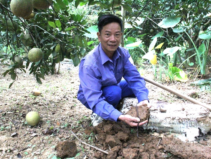 Theo ông Nguyễn Xuân Biên, khi chuyển đổi canh tác theo hướng hữu cơ, lượng giun trong đất tăng lên, độ tơi xốp đất được cải thiện. Ảnh: Trung Quân.